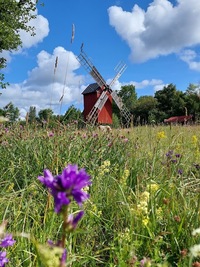 Imara pukktuulik